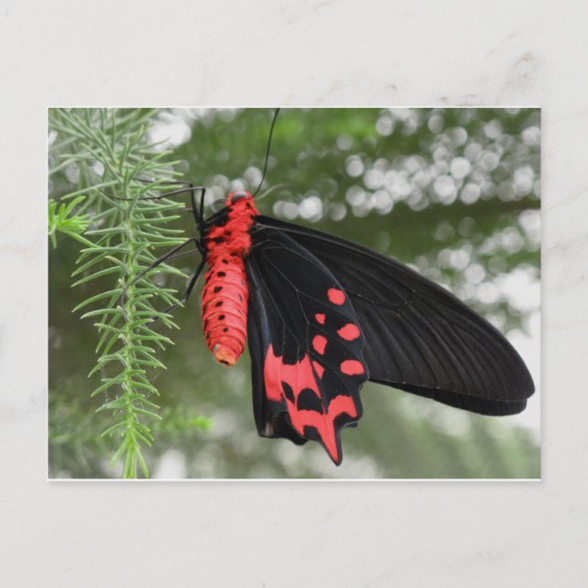Postal Mariposa negra y roja (Anverso)