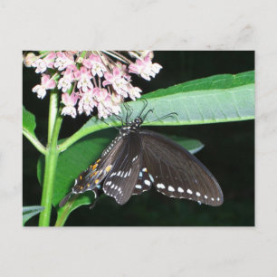 Postal Mariposa Nocturna Cola de Golondrina Negra en Shen