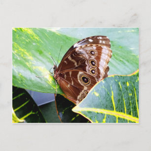 Postal mariposa nocturna de ojo bonito marrón beige image