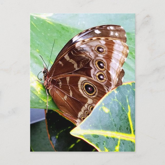 Postal mariposa nocturna de ojo bonito marrón beige image (Anverso)