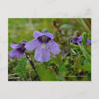 Postal Mariposa o Violeta Bog, Isla Unalaska