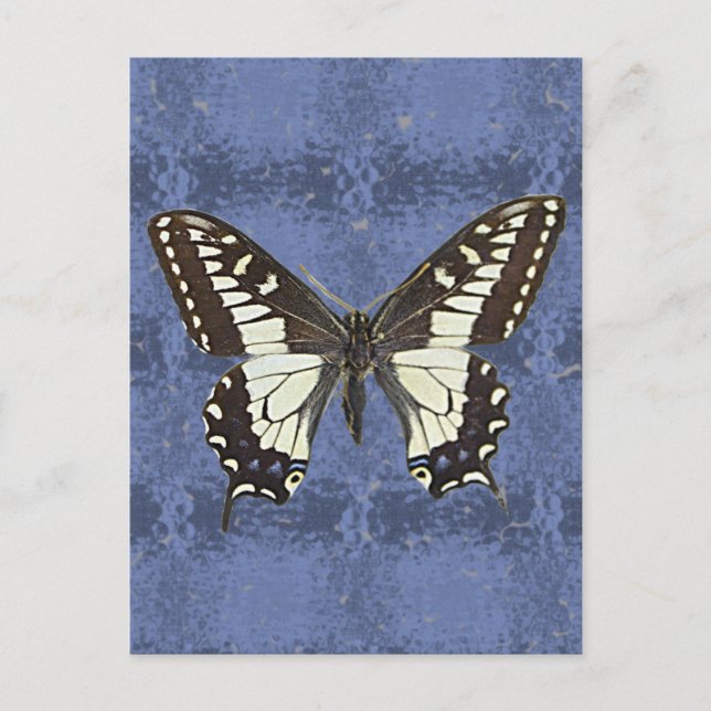 Postal Mariposa Oregon Swallowtail (Anverso)