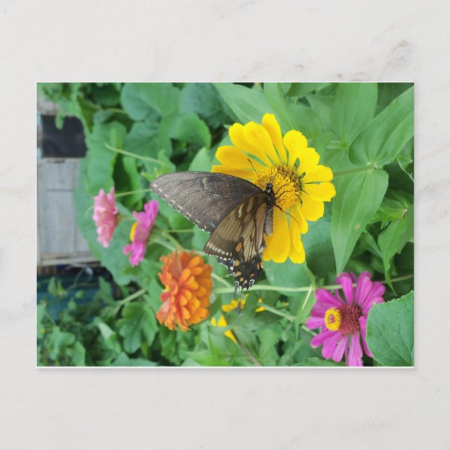 Postal Mariposa oscura 1 (Anverso)