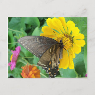 Postal Mariposa oscura 2