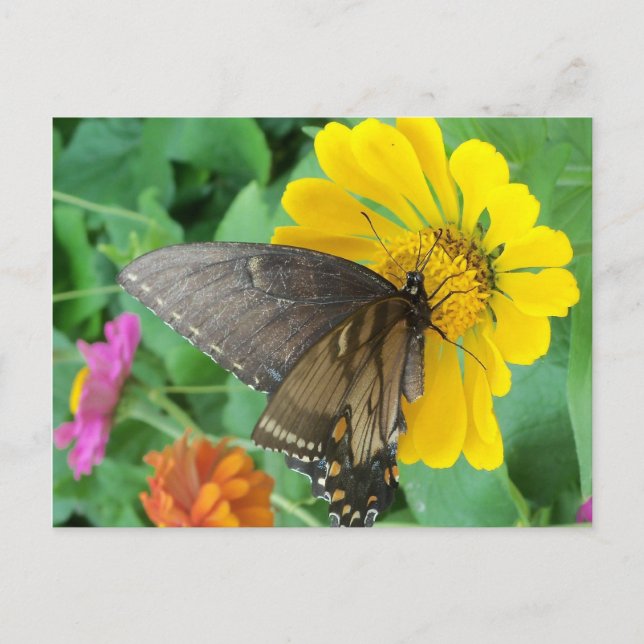 Postal Mariposa oscura 2 (Anverso)