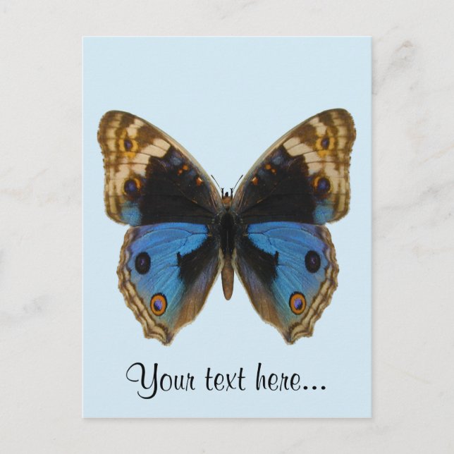 Postal Mariposa Pansy Azul (Anverso)