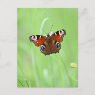 Postal Mariposa Pavo Real