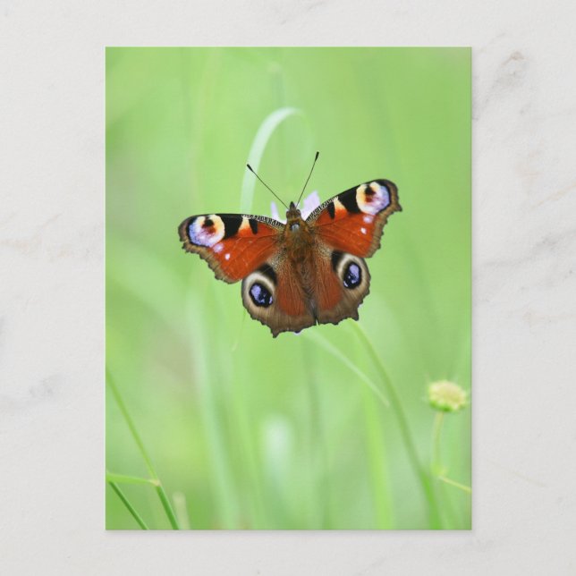 Postal Mariposa Pavo Real (Anverso)