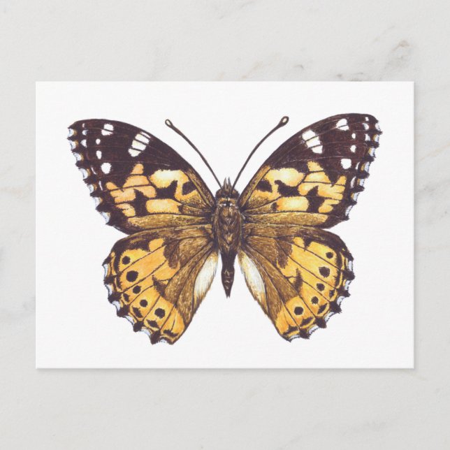 Postal Mariposa pintada (Anverso)
