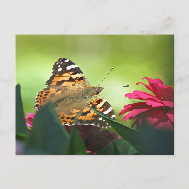 Postal Mariposa pintada y Zinnias (Anverso)