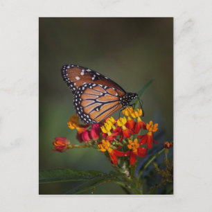 Postal Mariposa reina en algas tropicales