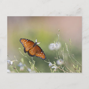 Postal Mariposa Reina en luz de la mañana