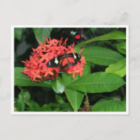 Mariposa roja bonito