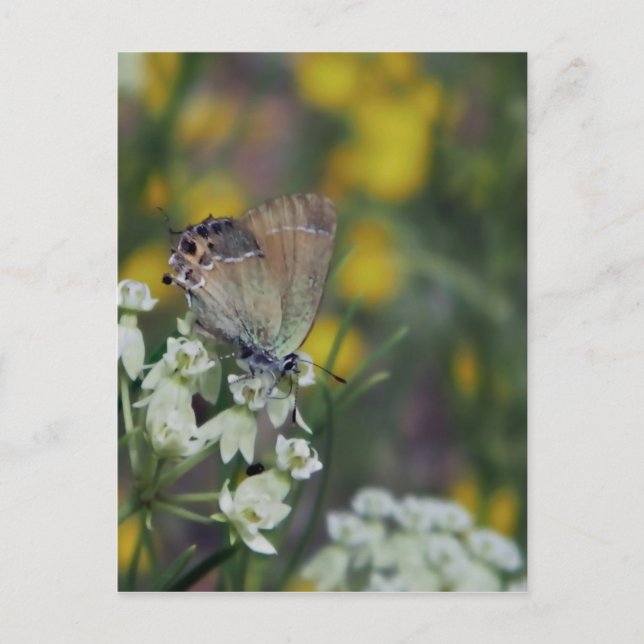 Postal Mariposa saltadora en una flor (Anverso)