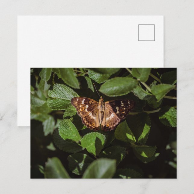 Postal Mariposa Salvaje en Follaje Verde (Anverso / Reverso)