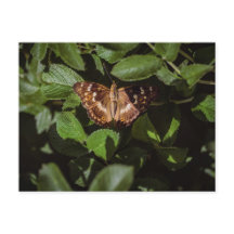 Mariposa Salvaje en Follaje Verde