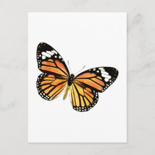 Postal Mariposa Schmetterling