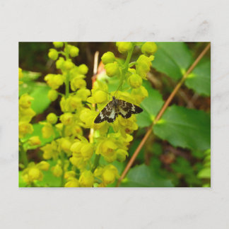 Postal Mariposa secuoya y flores silvestres