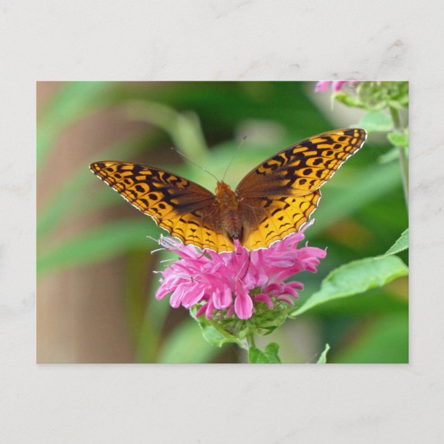 Postal Mariposa Silvery Checkerspot (Anverso)