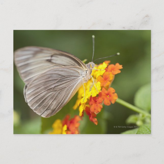 Postal Mariposa simple sobre flores amarillas y rojas (Anverso)