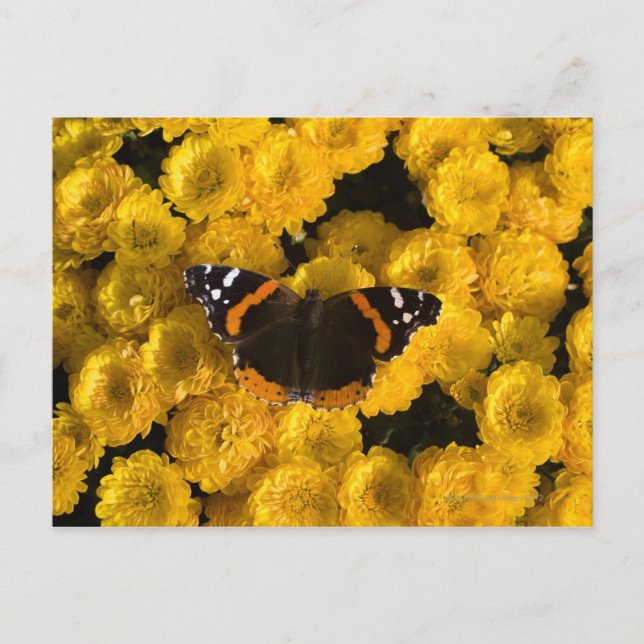 Postal Mariposa sobre ásteres amarillos (Anverso)