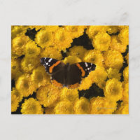 Mariposa sobre ásteres amarillos
