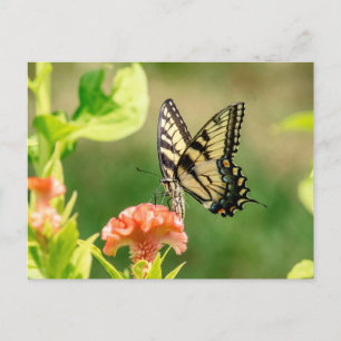 Postal Mariposa Swallowtail del Tigre del Este