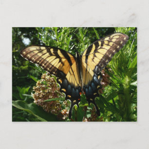 Postal Mariposa Swallowtail III Foto Hermosa y Colorida