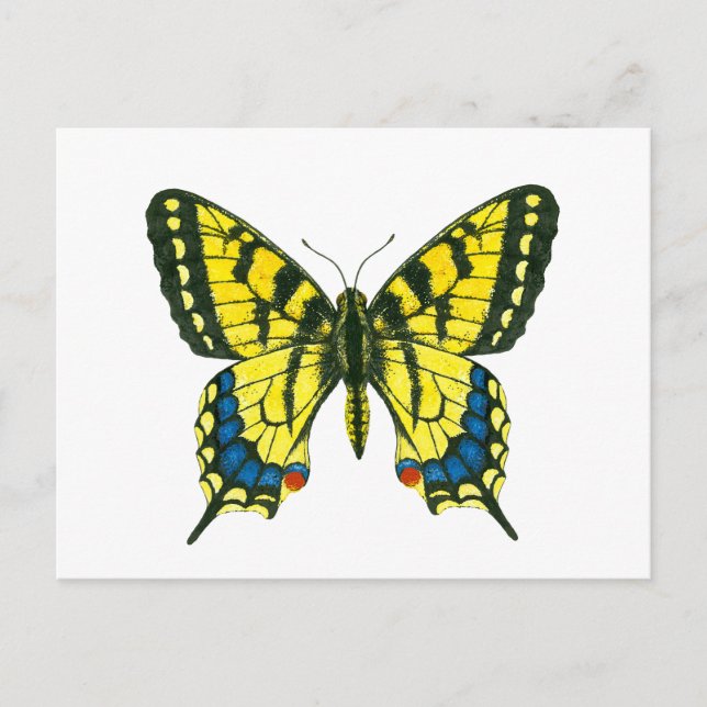 Postal Mariposa tigre (Anverso)