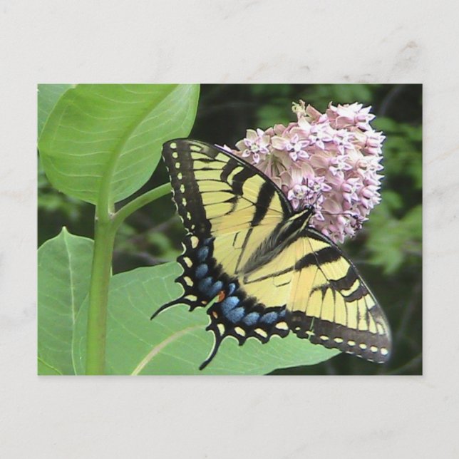 Postal Mariposa tigre (Anverso)