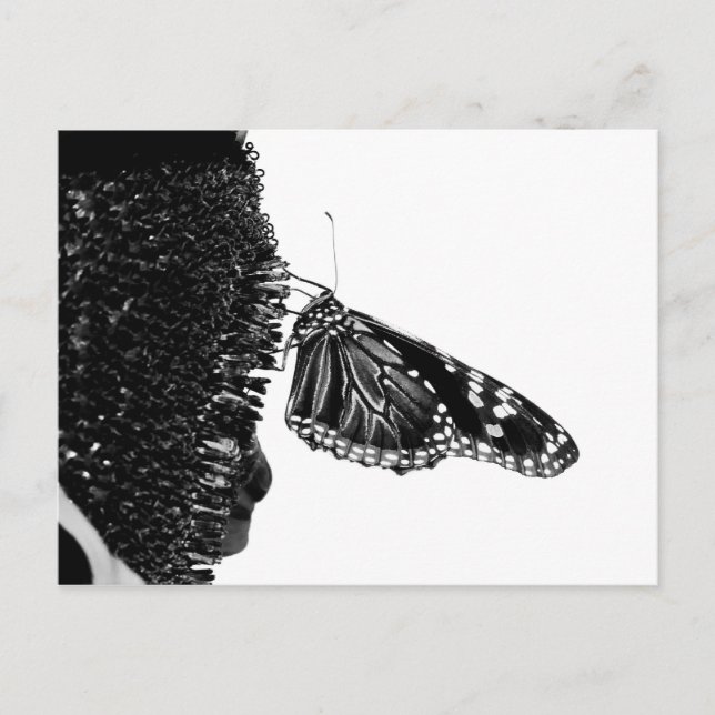 Postal mariposa tímida blacq (Anverso)