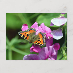 Postal Mariposa tortuga menor y guisantes de olor