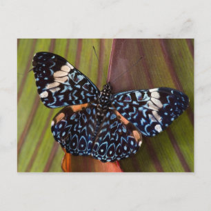 Postal Mariposa Tropical