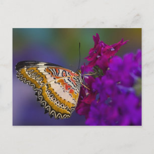 Postal Mariposa tropical en flores púrpuras