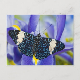 Postal Mariposa Tropical Púrpura Iris