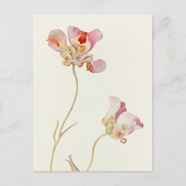 Postal Mariposa Tulip de Margaret Armstrong (Anverso)