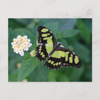 Postal Mariposa verde