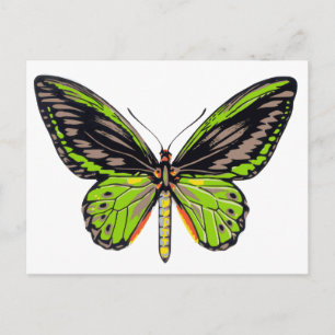 Postal Mariposa verde