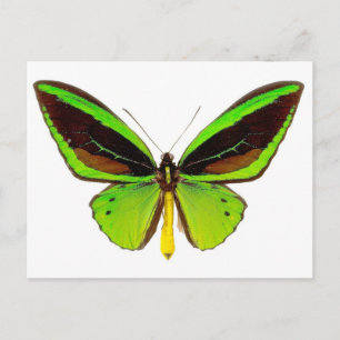 Postal Mariposa verde brillante