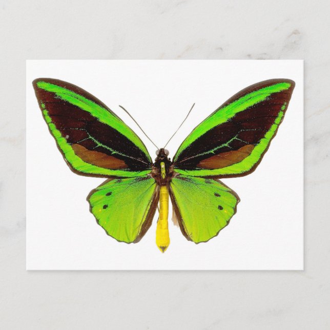 Postal Mariposa verde brillante (Anverso)