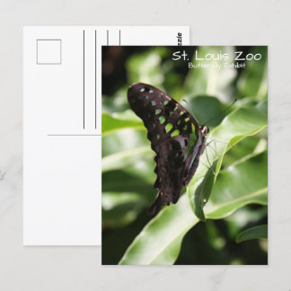 Postal Mariposa verde zoológico de St. Louis