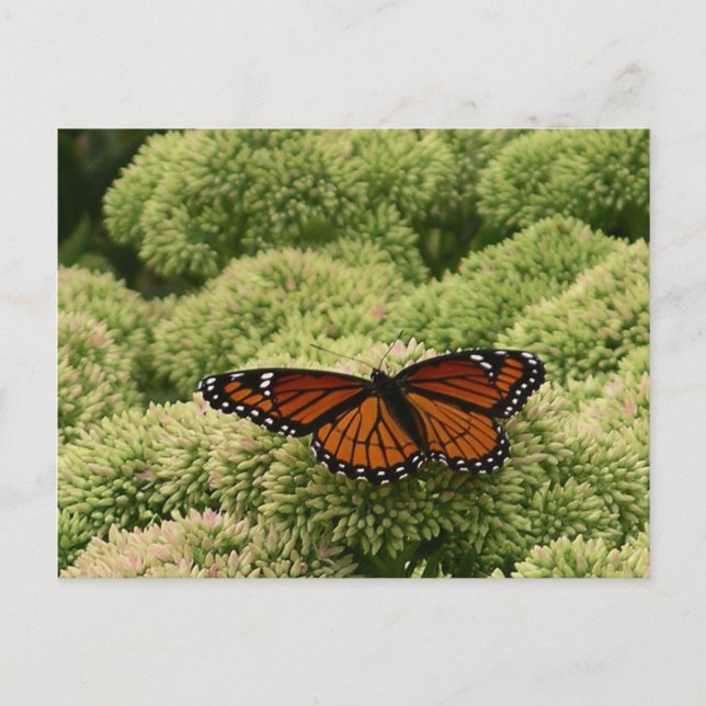 Postal Mariposa Viceroy Hermosa Fotografía de la Naturale (Anverso)