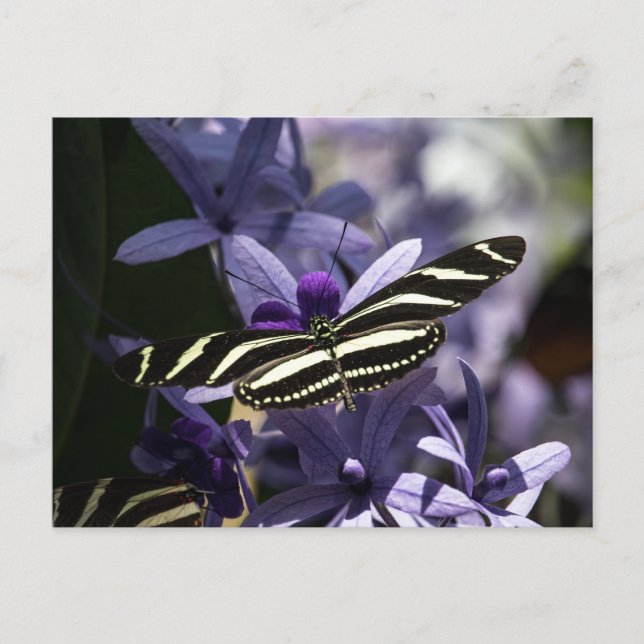 POSTAL MARIPOSA VIDA SILVESTRE INSECTO POSTCROSSING (Anverso)