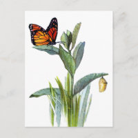 Mariposa vintage