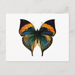 Postal Mariposa vintage - Litho de mariposa antigua del s