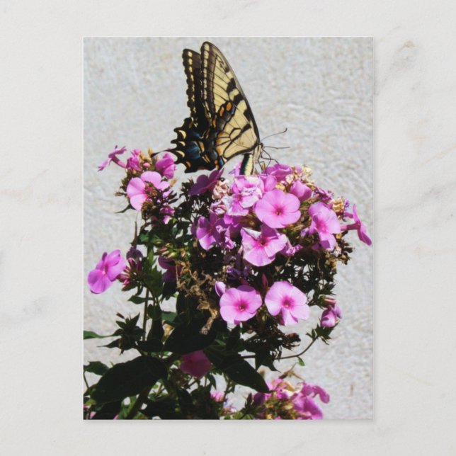 Postal Mariposa y Glorias de la Mañana (Anverso)