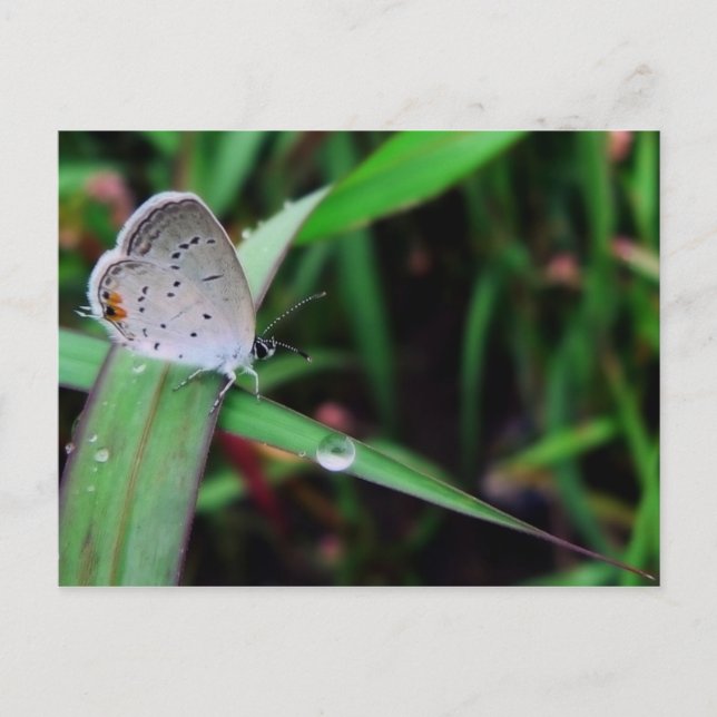 Postal mariposa y gota a nueve millas correr (Anverso)