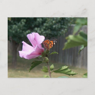 Postal Mariposa y Rosa de Sharon