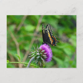 Postal Mariposa y silbato de cola tragada