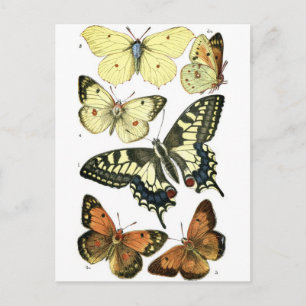 Postal Mariposas